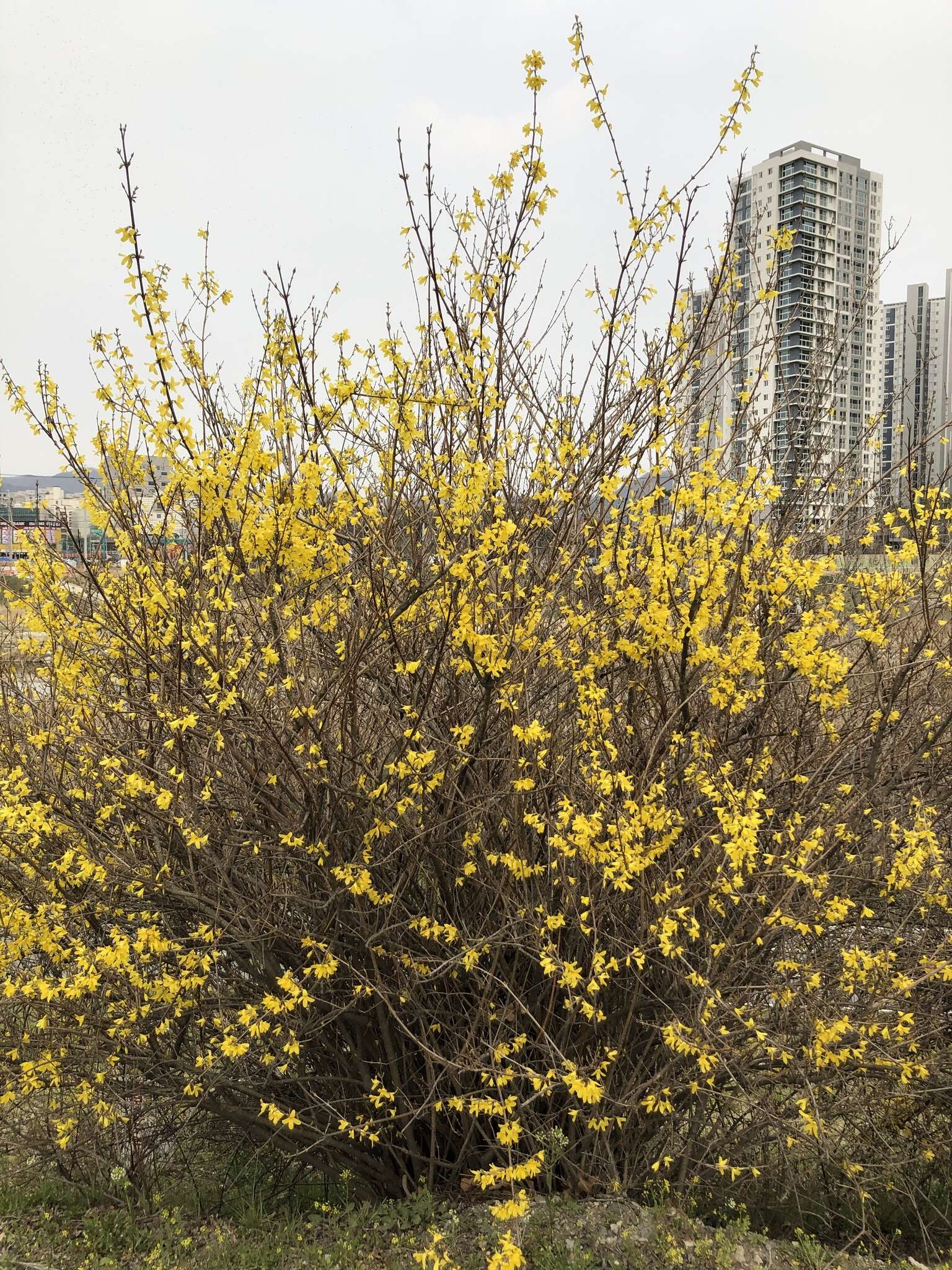 Imagem de Forsythia koreana (Rehder) Nakai