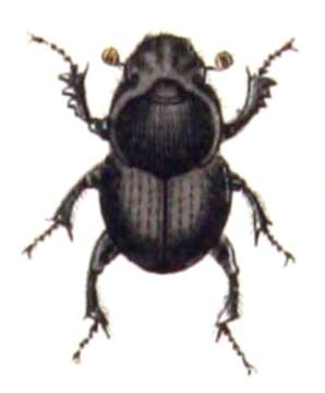 Image of Bull Headed Dung Beetle