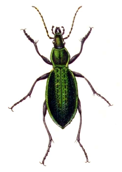 Image of Carabus smaragdinus