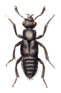 Image of Hairy Rove Beetle