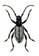 Image of Iberodorcadion fuliginator (Linné 1758)