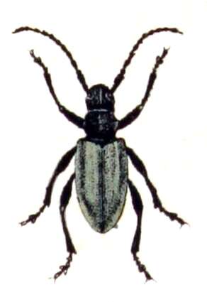 Image of Iberodorcadion fuliginator (Linné 1758)