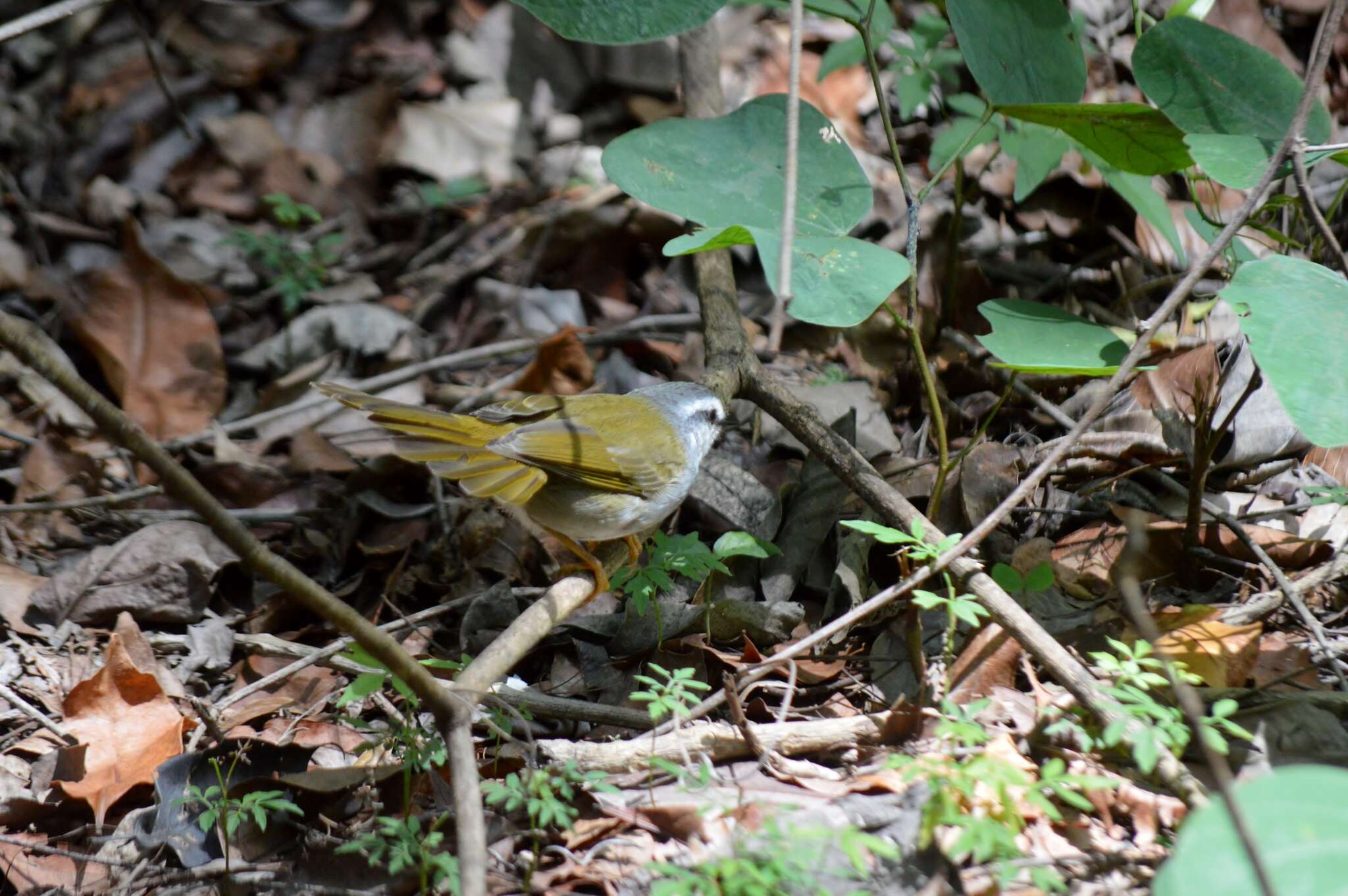 Image of White-striped Warbler