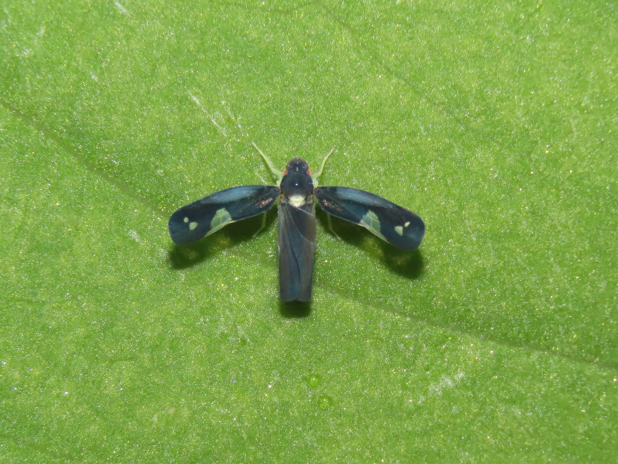 Image of Mileewa (Mileewa) dorsimaculata Melichar 1902