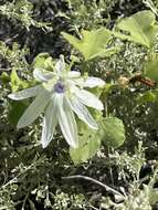 Image of Passiflora palmeri J. N. Rose