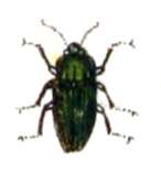 Image of Anthaxia nitidula (Linnaeus 1758)