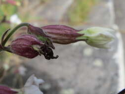 Image of Bladder Campion