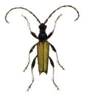 Image of Stictoleptura (Aredolpona) rubra (Linné 1758)