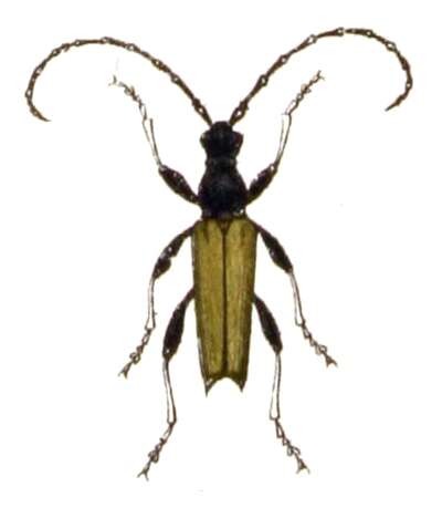 Image of Stictoleptura (Aredolpona) rubra (Linné 1758)