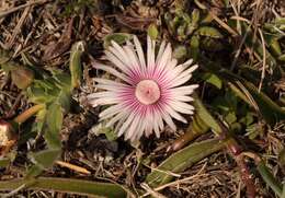 Acrodon bellidiflorus (L.) N. E. Br. resmi