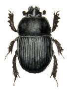 Слика од Geotrupes stercorarius (Linnaeus 1758)