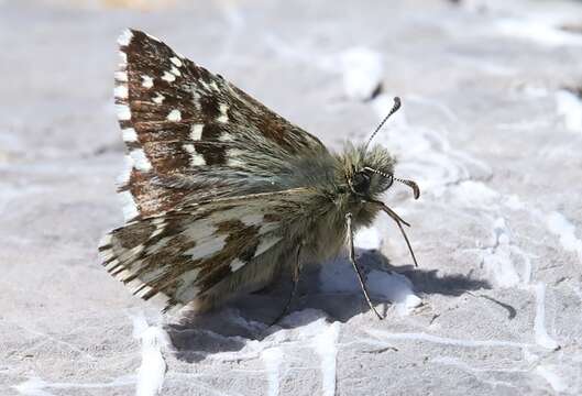 Pyrgus andromedae Wallengren 1853 resmi