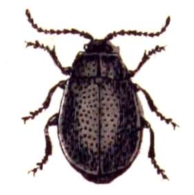 Image of Galeruca tanaceti