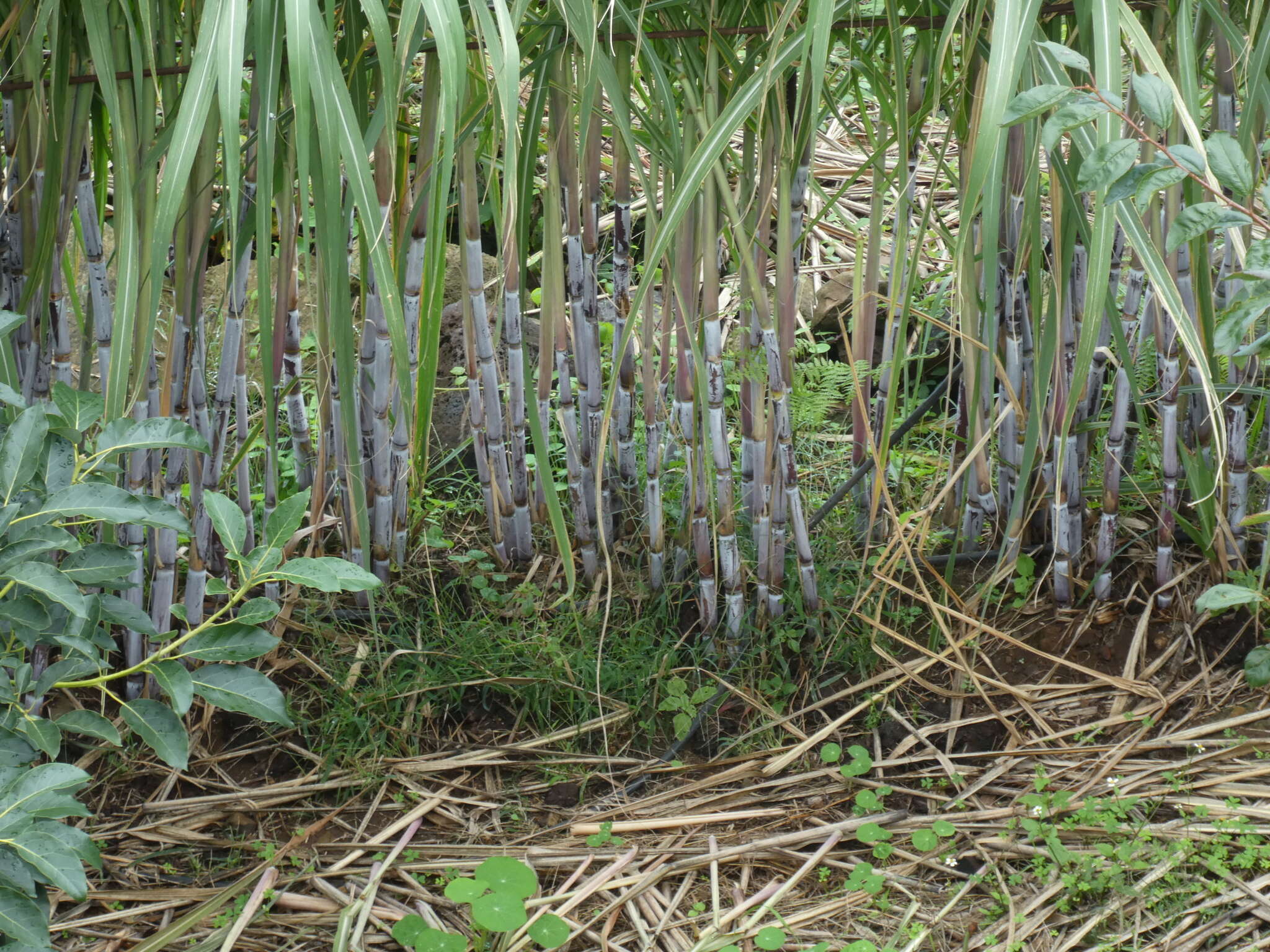 Image de Saccharum officinarum L.