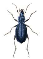 Image of Blue Ground Beetle