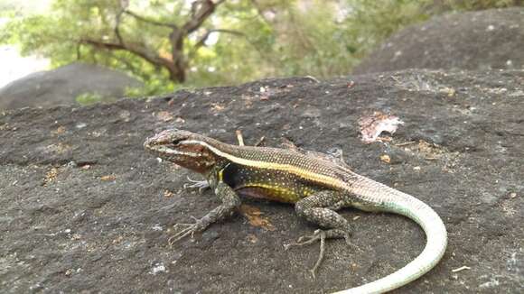 Image of Smith's Rosebelly Lizard