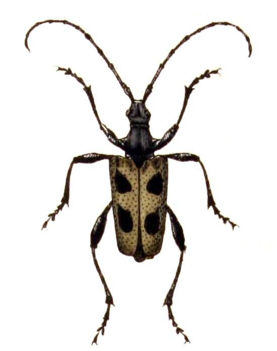 Image of Pachyta quadrimaculata (Linné 1758)