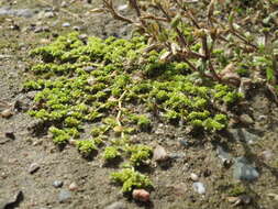 Image of smooth rupturewort