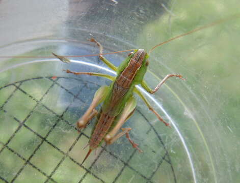 Image of two-coloured bush-cricket