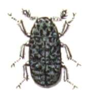 Dermestes laniarius resmi