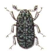 Image of Dermestes laniarius