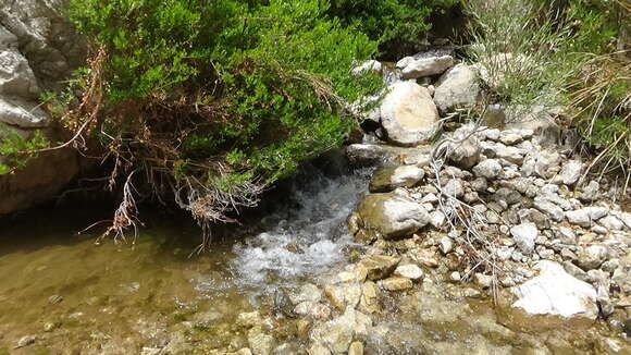 Image of Iranian Earless Toad