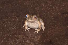 Image of Indus Valley Toad