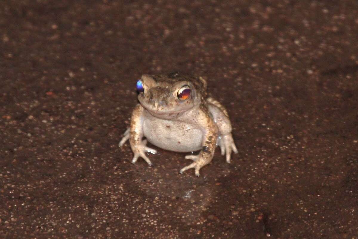 Image of Indus Valley Toad