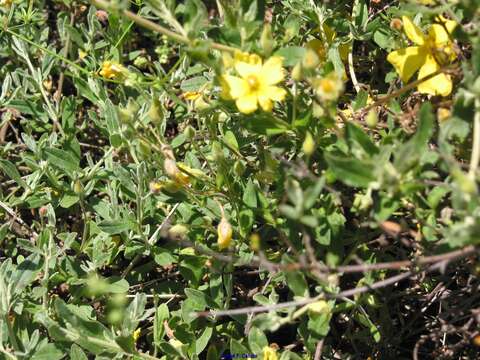 Image of Halimium lasianthum subsp. alyssoides (Lam.) Greuter