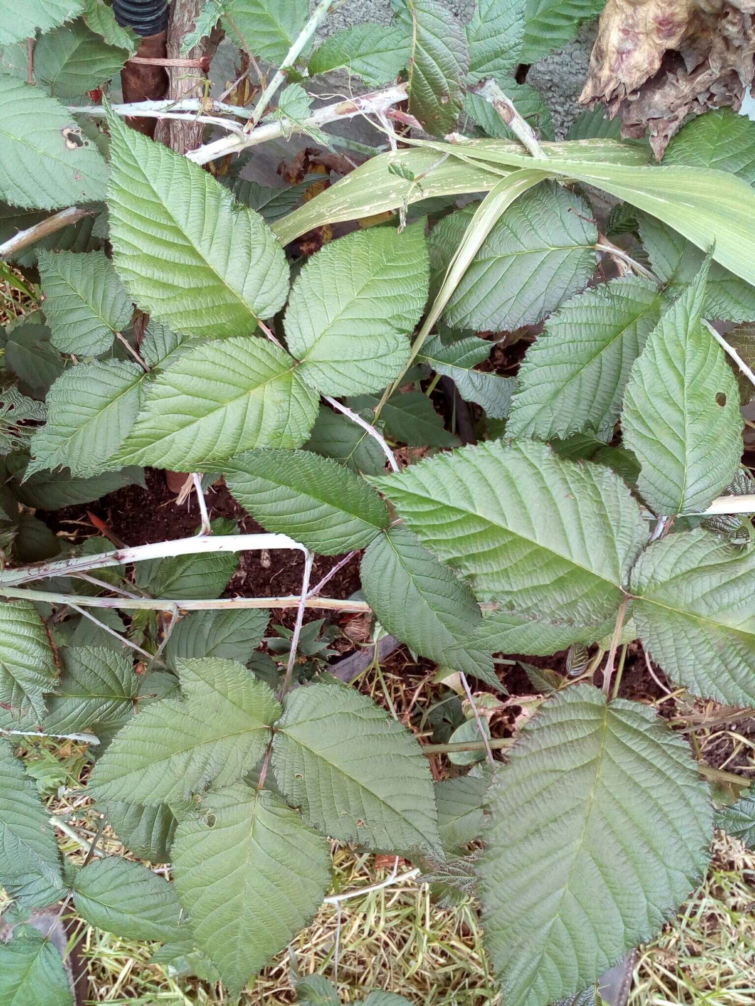 Image of Andes berry