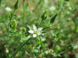 Image of Thyme-leaved Sandwort