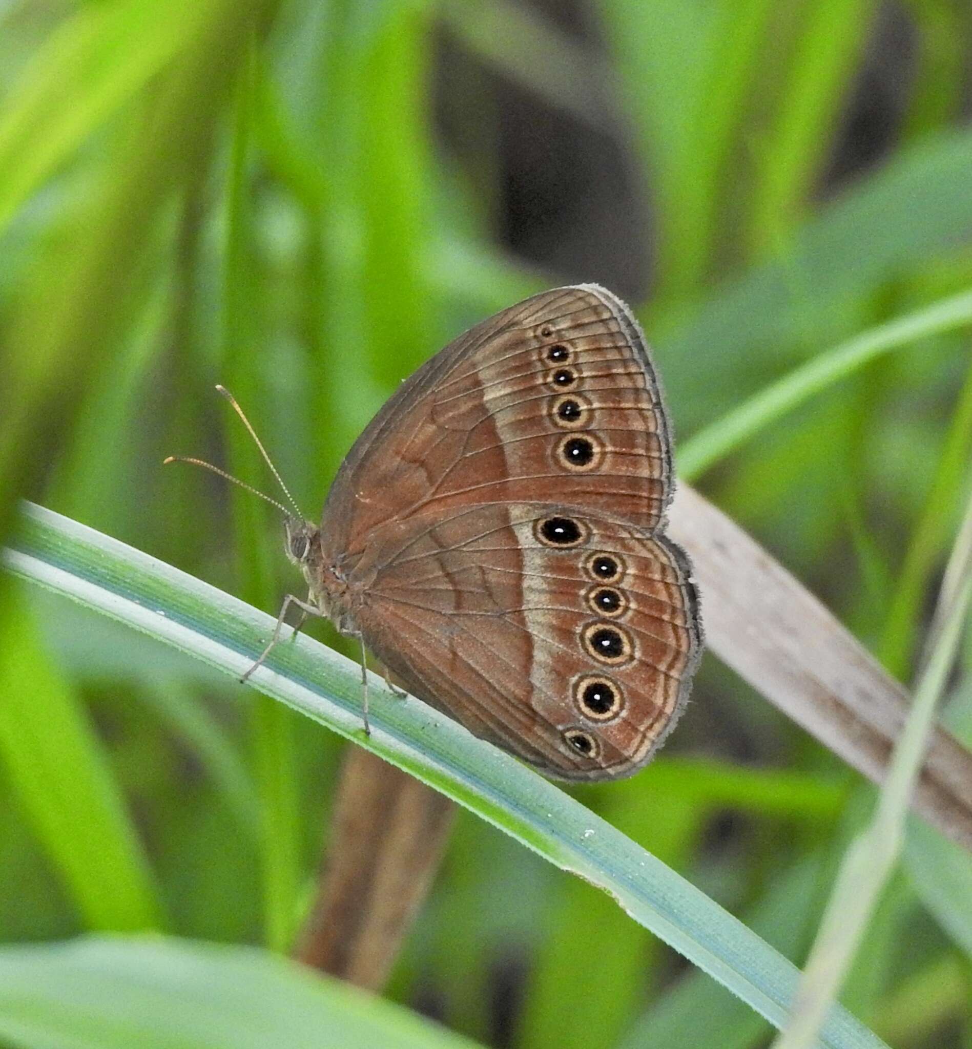 Image of cedar bush-brown