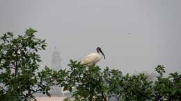 Image of Black-headed Ibis