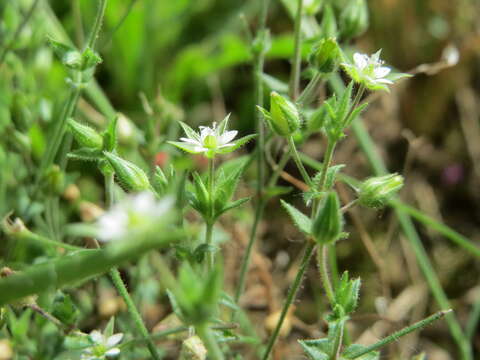 Image of Thyme-leaved Sandwort