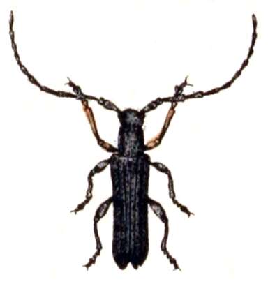 Слика од Phytoecia cylindrica (Linné 1758)