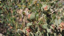 Image of pinkbracted manzanita