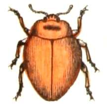 صورة Cynegetis impunctata