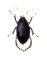 Image of Hygrotus