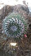 Mammillaria orcuttii Boed.的圖片