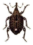 Image of Figwort weevil