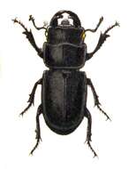 Image of Dorcus parallelipipedus (Linnaeus 1758)