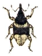 Image of Weevil