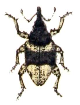 Image of Weevil