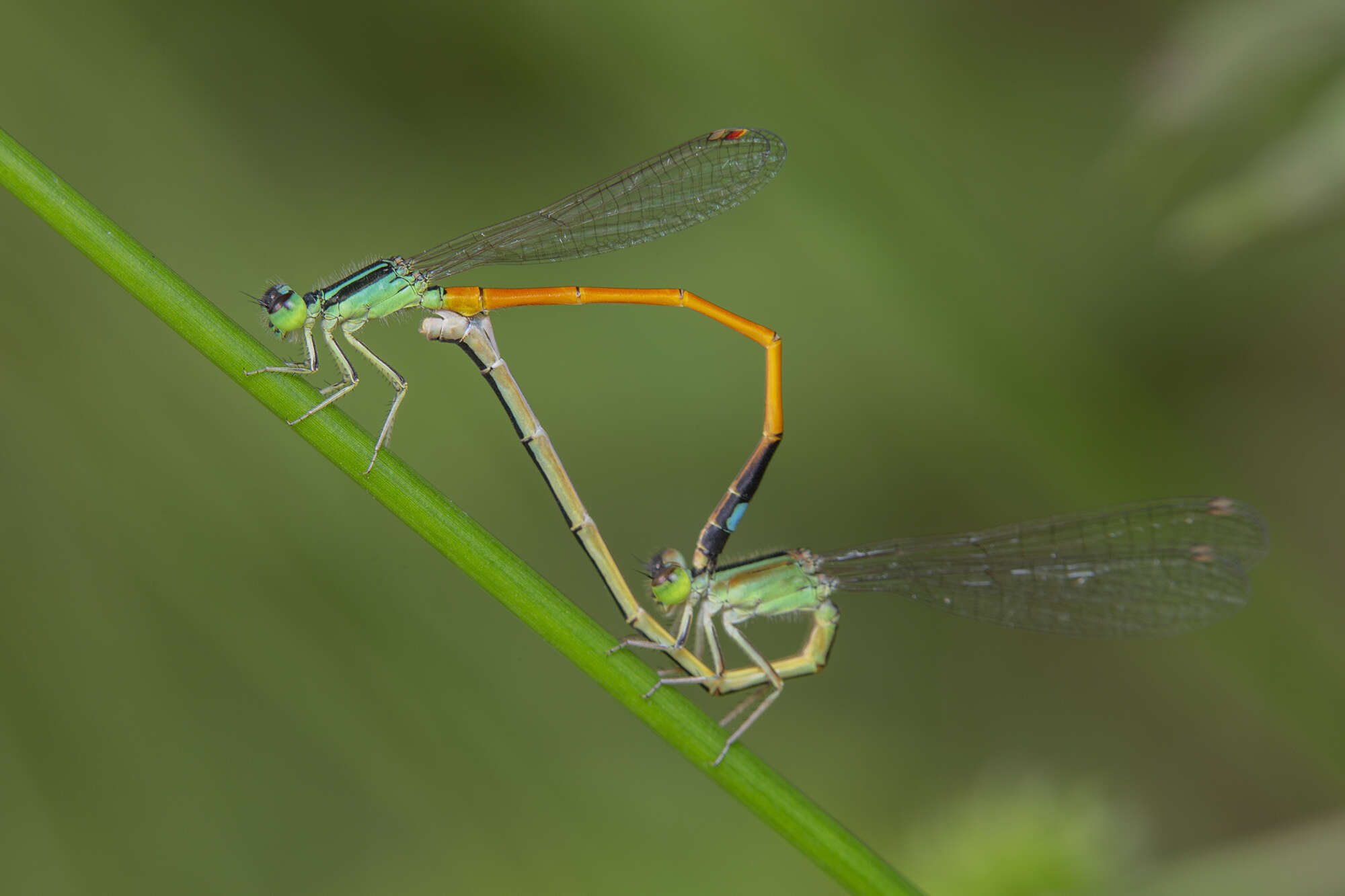 Image of Ischnura rufostigma Selys 1876