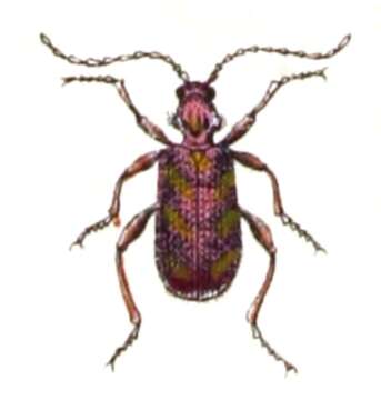 Image of common spider beetle