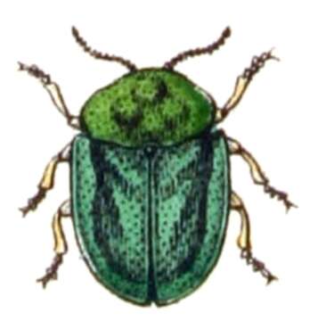 Image of Cassida (Odontionycha) viridis Linnaeus 1758