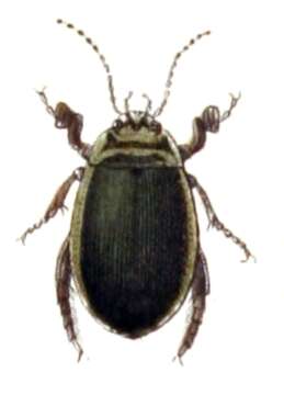 Image of Grooved Diving Beetle