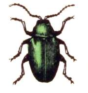 Image of Altica oleracea