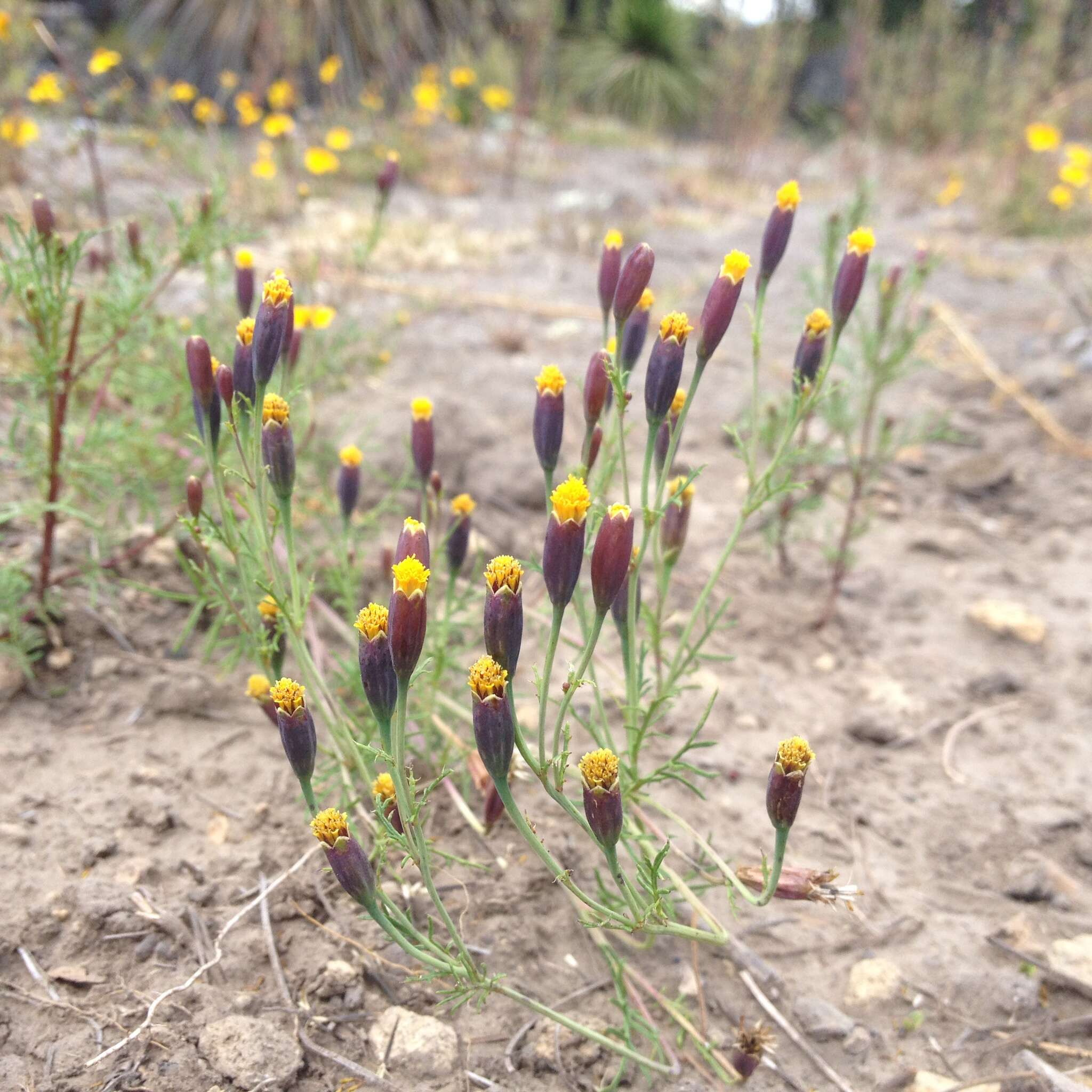 Tagetes coronopifolia Willd. resmi