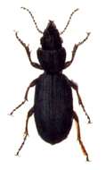 Imagem de Broscus (Broscus) cephalotes (Linnaeus 1758)